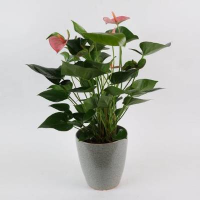 Anthurium Plant