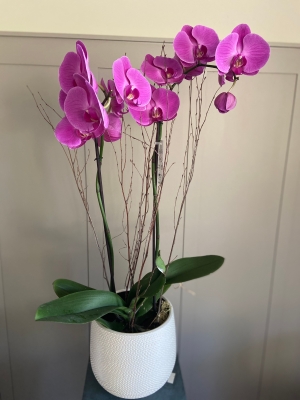 Large Orchid Plant