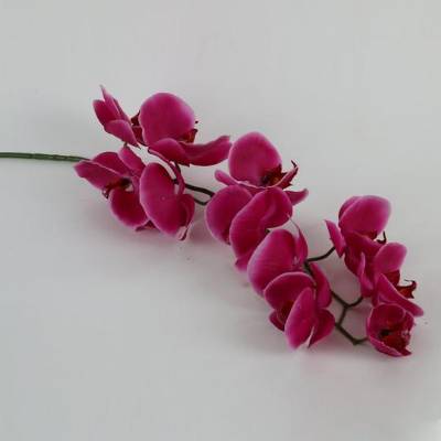 Phalaenopsis Orchid