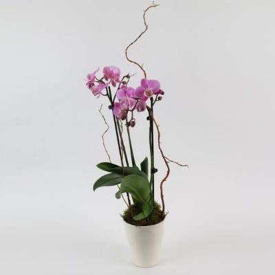 Pink Phalaneopsis Orchid
