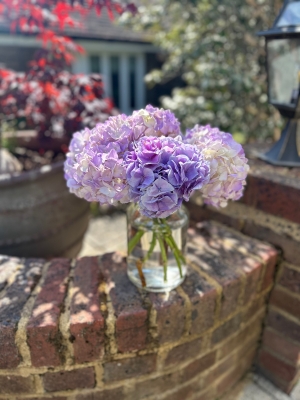 Purple hydrangeas 5 stems in vase