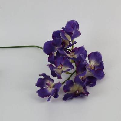 Vanda Orchid