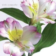 Pink Alstroemeria Sympathy Card