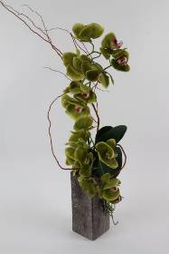 Green Cymbidium Orchid