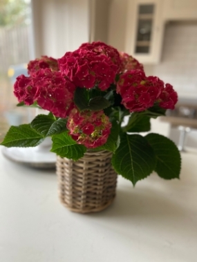 Red Hydrangea