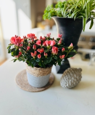 Mother’s Day Azalea basket