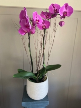 Large Phalaneopsis Orchid Plant