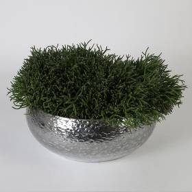 Rhipsalis Plant