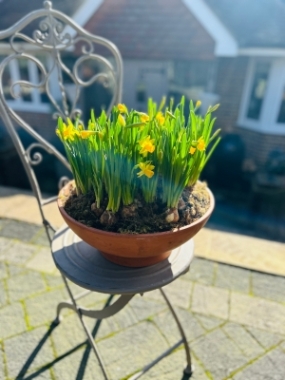 Terracotta pot full of Tete a tete