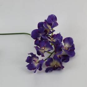 Vanda Orchid